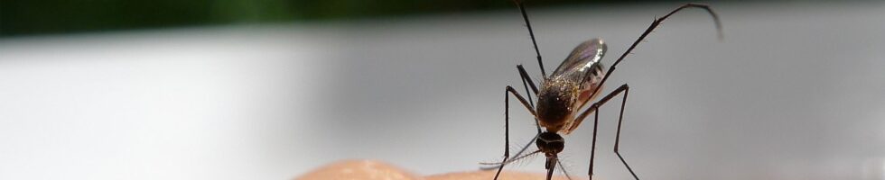 mosquitoe_slide